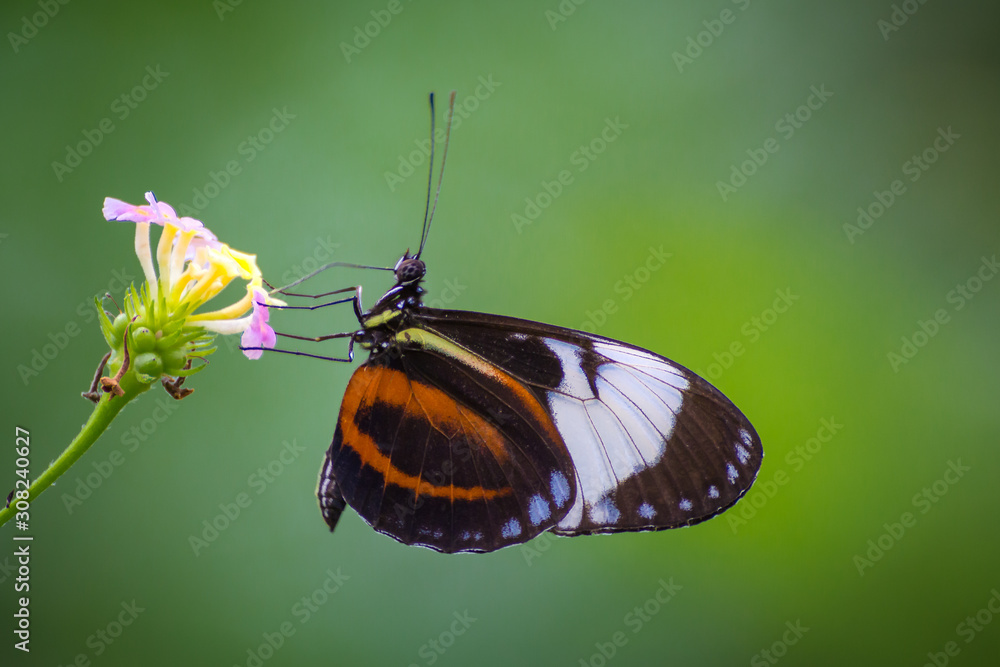 Fototapeta premium butterfly on flower