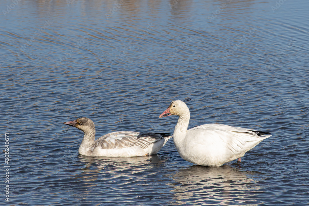 Snow geese foraging in a marsh - Chen caerulescens