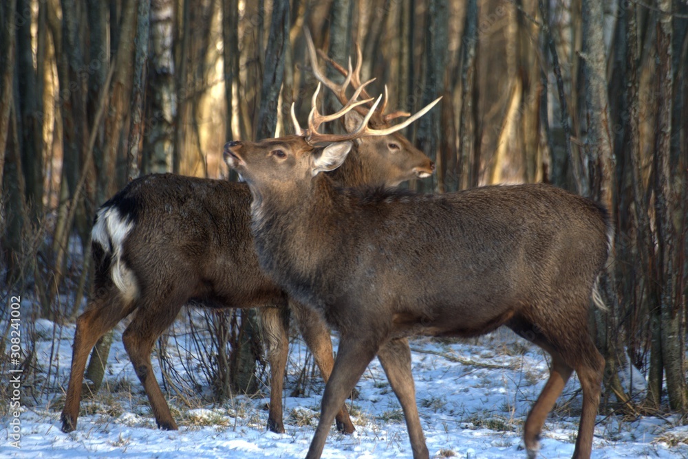 Russia, Yaroslavl region, private hunting grounds, Park of wild animals. Russia, Yaroslavl region, private hunting grounds, Park of wild animals.
