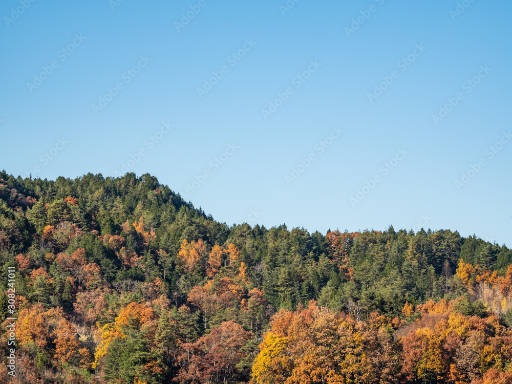 Beautiful autumn leaves in Japan