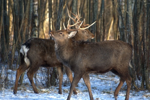 Russia, Yaroslavl region, private hunting grounds, Park of wild animals.