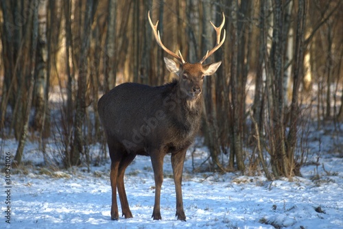 Russia, Yaroslavl region, private hunting grounds, Park of wild animals.