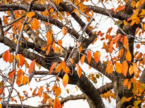 Wallpaper Mural Beautiful autumn leaves in Japan Torontodigital.ca