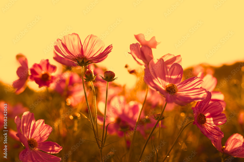 Beautiful pink cosmos flower blooming in the field on sunset. Beautiful pink cosmos flower blooming in the field on sunset.