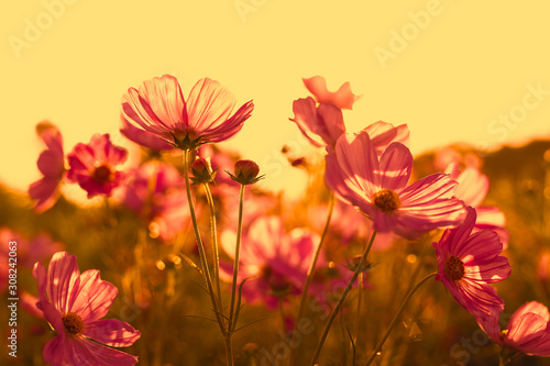 Beautiful pink cosmos flower blooming in the field on sunset. © bignai