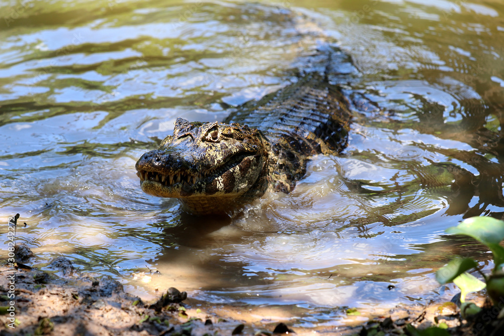 Yacare Caiman (Caiman Yacare) - Pantanal, Mato Grosso, Brazil Yacare Caiman (Caiman Yacare) - Pantanal, Mato Grosso, Brazil