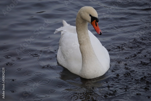 swan on the lake