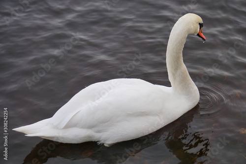 swan on lake