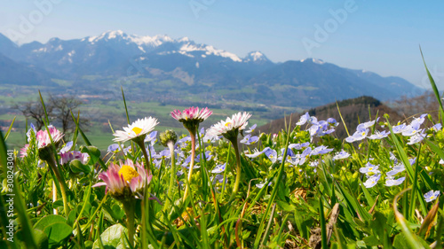 Almwiese mit Blumen im Inntal