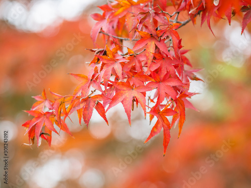 Beautiful autumn leaves in Japan