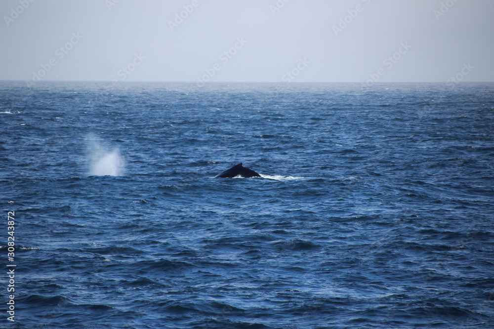 Wal aus Wasser ragend - Rückenflosse