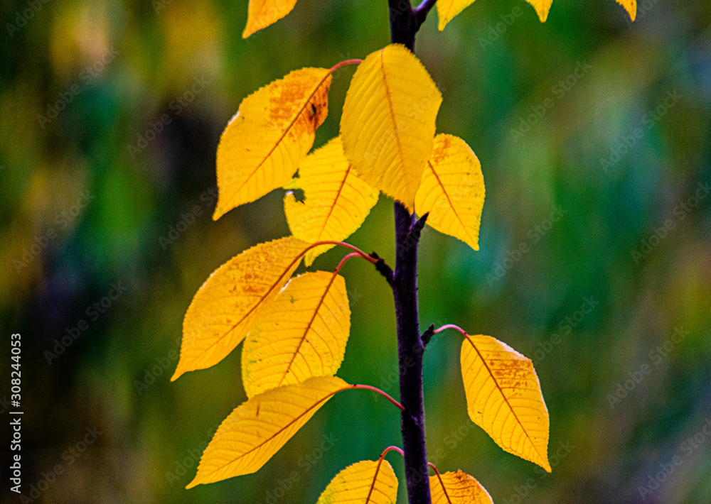 Obraz premium yellow autumn leaves on green background