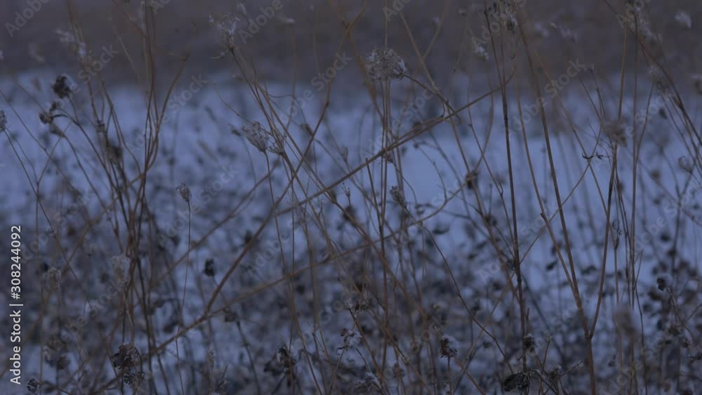 冬の枯れ草 冬の枯れ草
