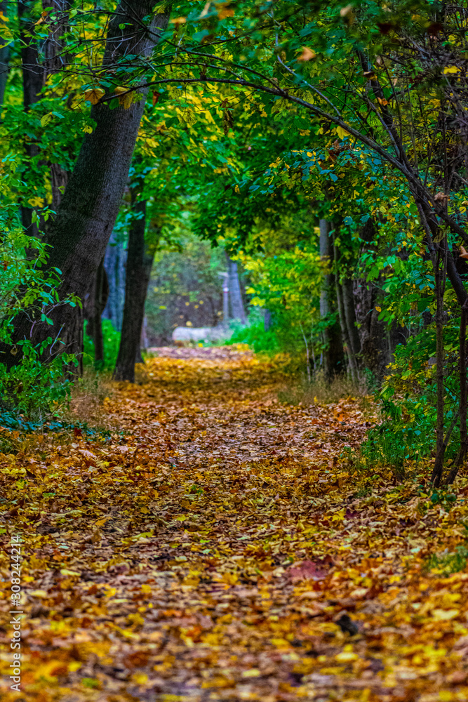 Park alley path in autumn Park alley path in autumn