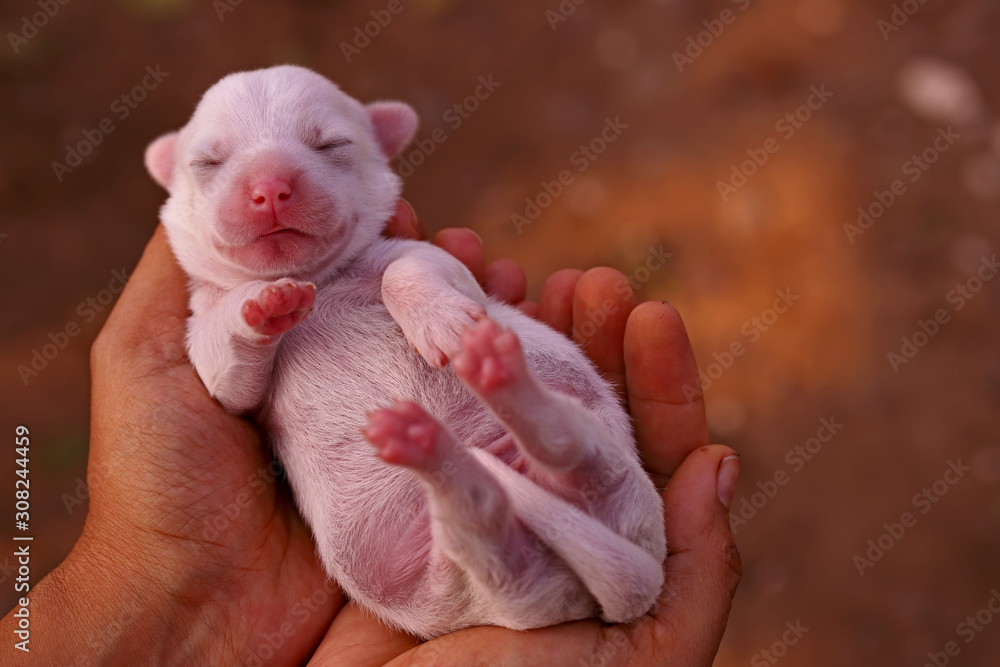 Little puppy on the palm Little puppy on the palm