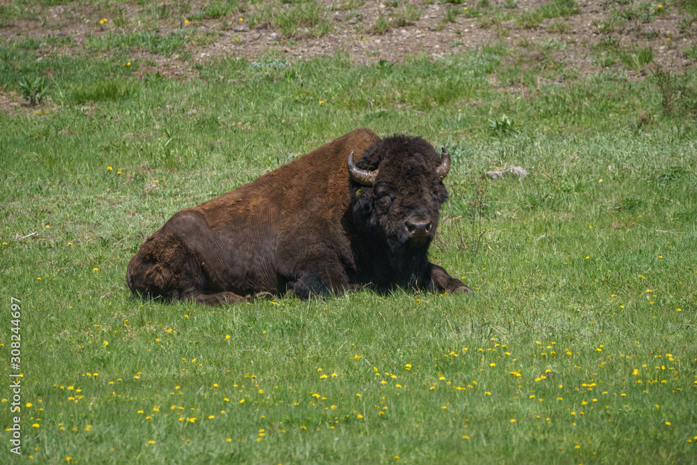 American bison grazing in field of Grand Teton National park, Wyoming ,USA American bison grazing in field of Grand Teton National park, Wyoming ,USA