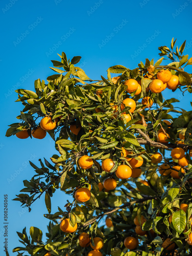 Orange is a fruit that is high in vitamins. And also an economic product Orange is a fruit that is high in vitamins. And also an economic product