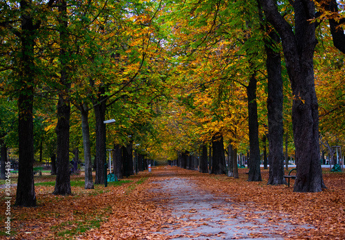 Park alley way in autumn