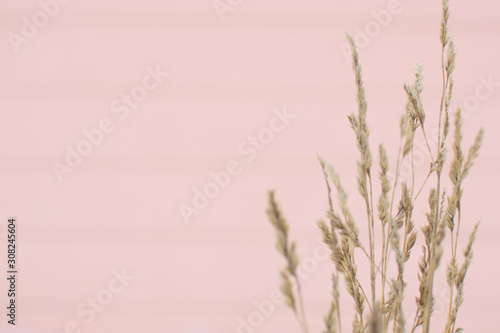 Blurred pastel pink background with spikelets dry plant. Minimalist lifestyle. Modern aesthetic.