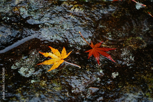 紅葉