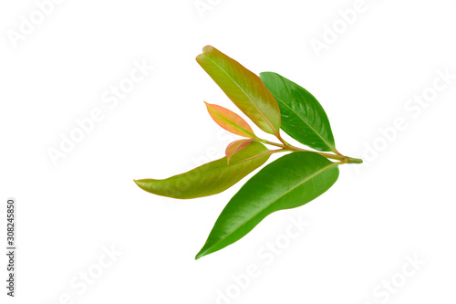 Cowa  leaf isolated on white background.