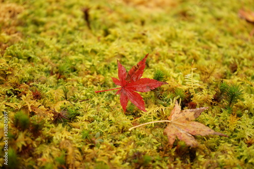 紅葉
