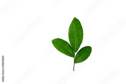 Green leaf isolated on white background.