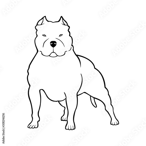 Pit bull Terrier dog logo. Vector illustration.