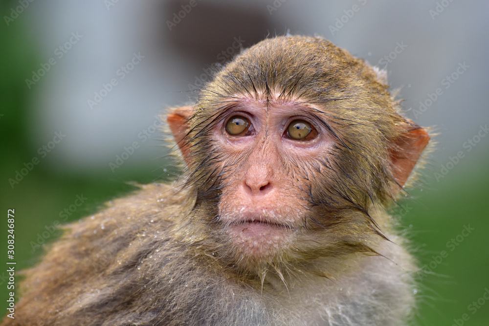 The rhesus macaque monkey (Macaca mulatta), Nanwan Monkey Island, China The rhesus macaque monkey (Macaca mulatta), Nanwan Monkey Island, China