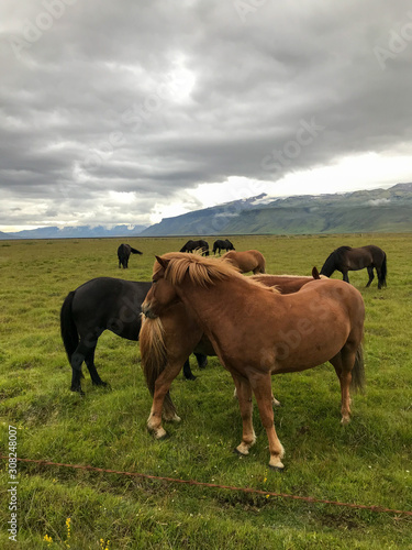 Icelandic horses ina grass field