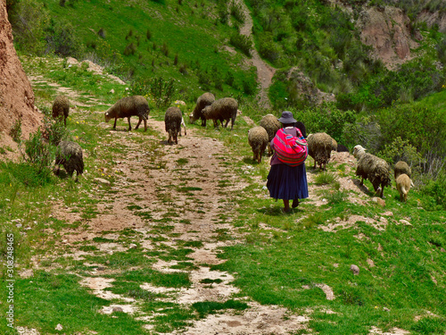 Traditional boliviean shepherdess with sheeps nearby La Paz photo