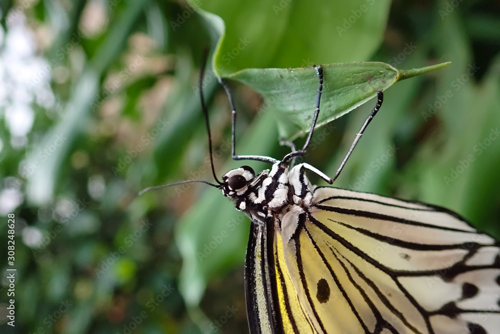 Obraz premium butterfly on leaf