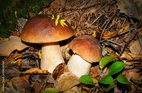 Two white mushrooms in the forest with grass and moss around them