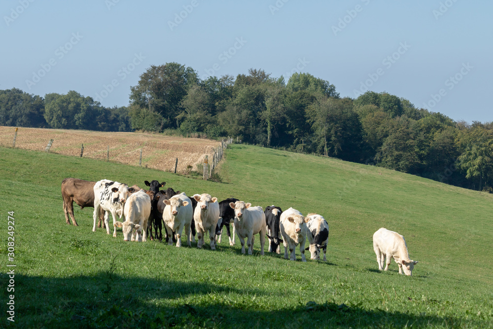 Troupeau de vaches à Bezinghem