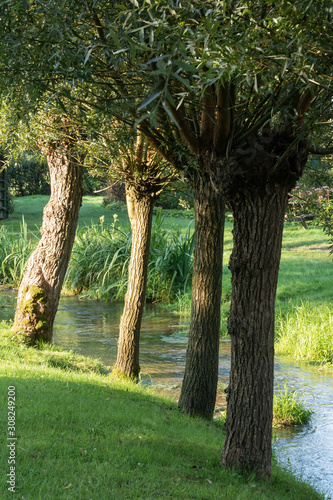 Aulnes têtards sur les berges de la Course à Doudeauville © olivierguerinphoto