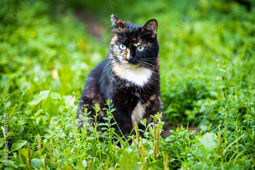 cat on the grass