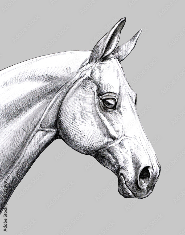 Easy Horse Head Drawing Tutorial - PRB ARTS