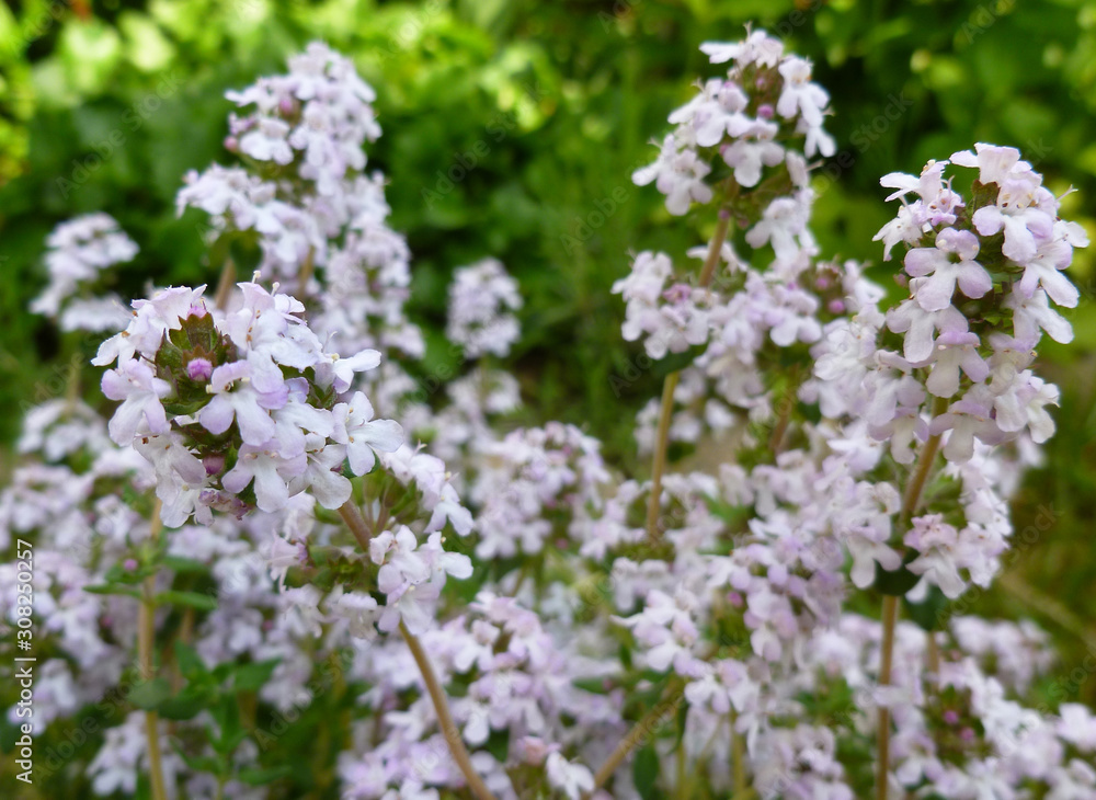 Fresh green thyme herb blooming with pink flowers growing in the garden. Breckland Thyme, Thymus serpyllum, Thymus vulgaris, Common Thyme, Whole thyme. Selective focus, close up, still life. Fresh green thyme herb blooming with pink flowers growing in the garden. Breckland Thyme, Thymus serpyllum, Thymus vulgaris, Common Thyme, Whole thyme. Selective focus, close up, still life.