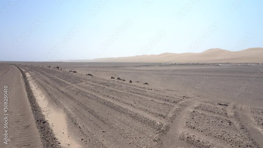 Panning on the Skeleton Coast desert dunes in Namibia in Africa. Panning on the Skeleton Coast desert dunes in Namibia in Africa.