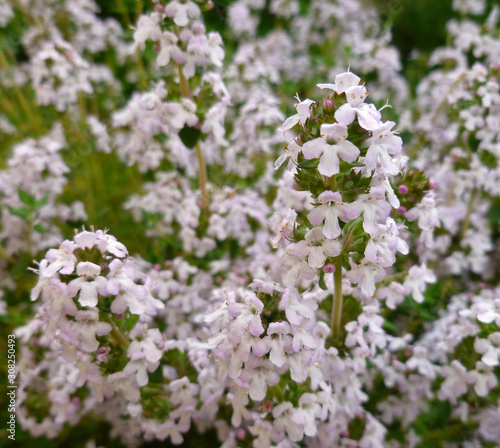 Fresh green thyme herb blooming with pink flowers growing in the garden. Breckland Thyme, Thymus serpyllum, Thymus vulgaris, Common Thyme, Whole thyme. Selective focus, close up, still life. 