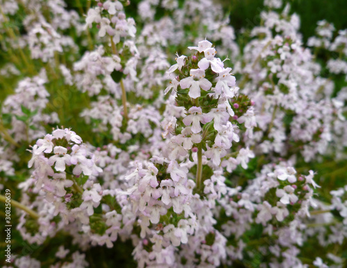 Fresh green thyme herb blooming with pink flowers growing in the garden. Breckland Thyme, Thymus serpyllum, Thymus vulgaris, Common Thyme, Whole thyme. Selective focus, close up, still life. 