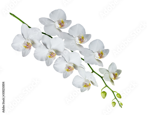 Moth orchid on white