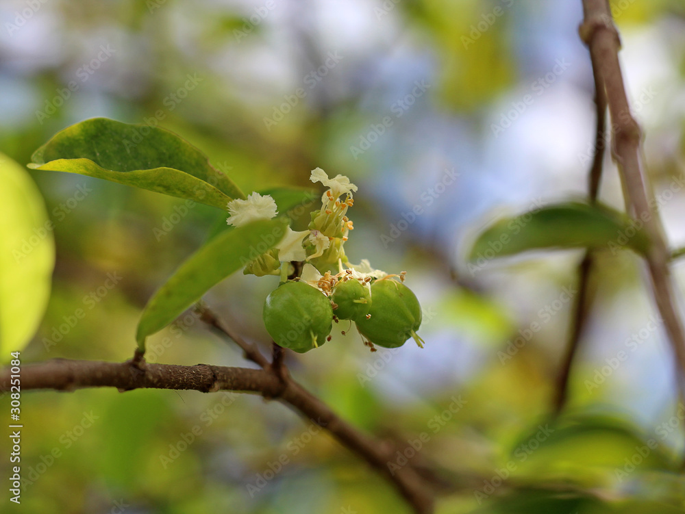 Green Acerola Flowers and Fruit