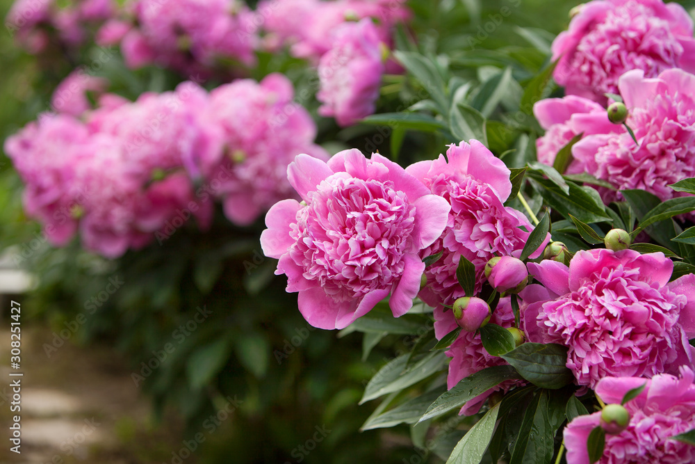 Pink peonies in the garden Pink peonies in the garden