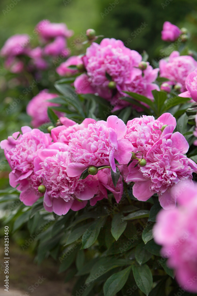 Obraz premium Pink peonies in the garden