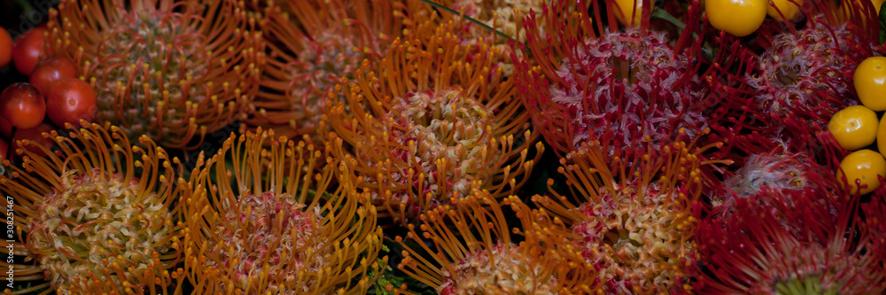 gift bright bouquet of exotic protea flowers gift bright bouquet of exotic protea flowers