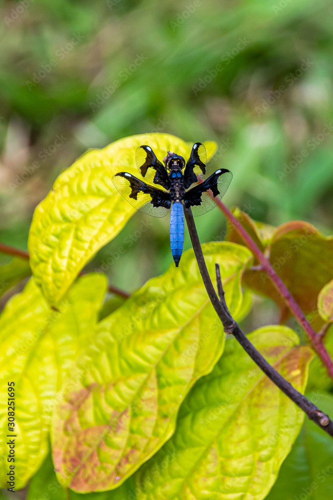 Lucia Widow Dragonfly (Palpopleura lucia) resting on green leaves in Entebbe, Uganda Lucia Widow Dragonfly (Palpopleura lucia) resting on green leaves in Entebbe, Uganda