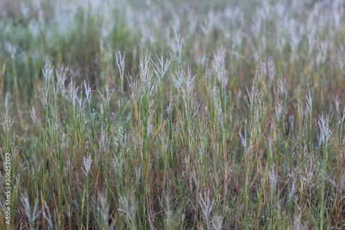 dew and water droplets on the surface of the plant with a blurry background