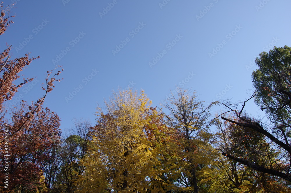 Obraz premium 紅葉 イチョウ