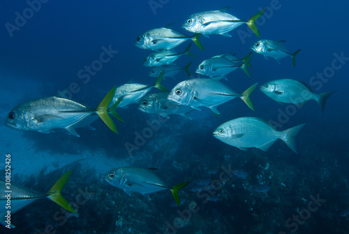 Shoal of silver fish over dark reef